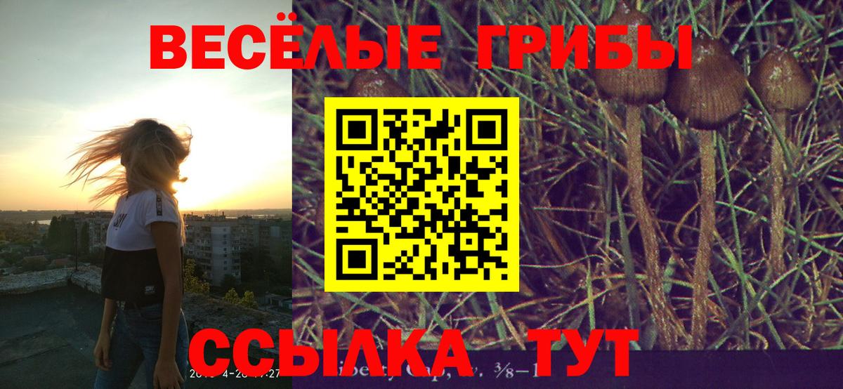 Псилоцибиновые грибы Psilocybe Зима